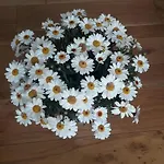 Bed & Breakfast Sweet Roma 315